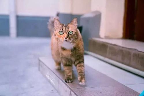 猫咪免费国产偷拍a在线视频,免费国产偷拍视频大揭秘