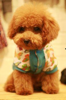 国产综合泰迪视频在线,萌宠乐园，欢乐无限