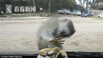 国产真有猴子吗视频,真实猴子的生活画卷