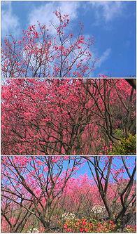 樱花在线观看视频国产,樱花在线观看，共赏国产影视盛宴