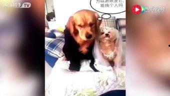 吃国产东西的视频,跟随视频探索国产美食之旅